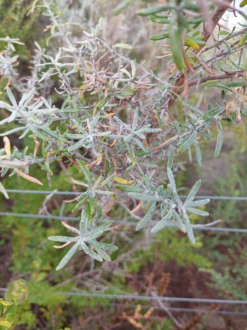 Olearia costera 4