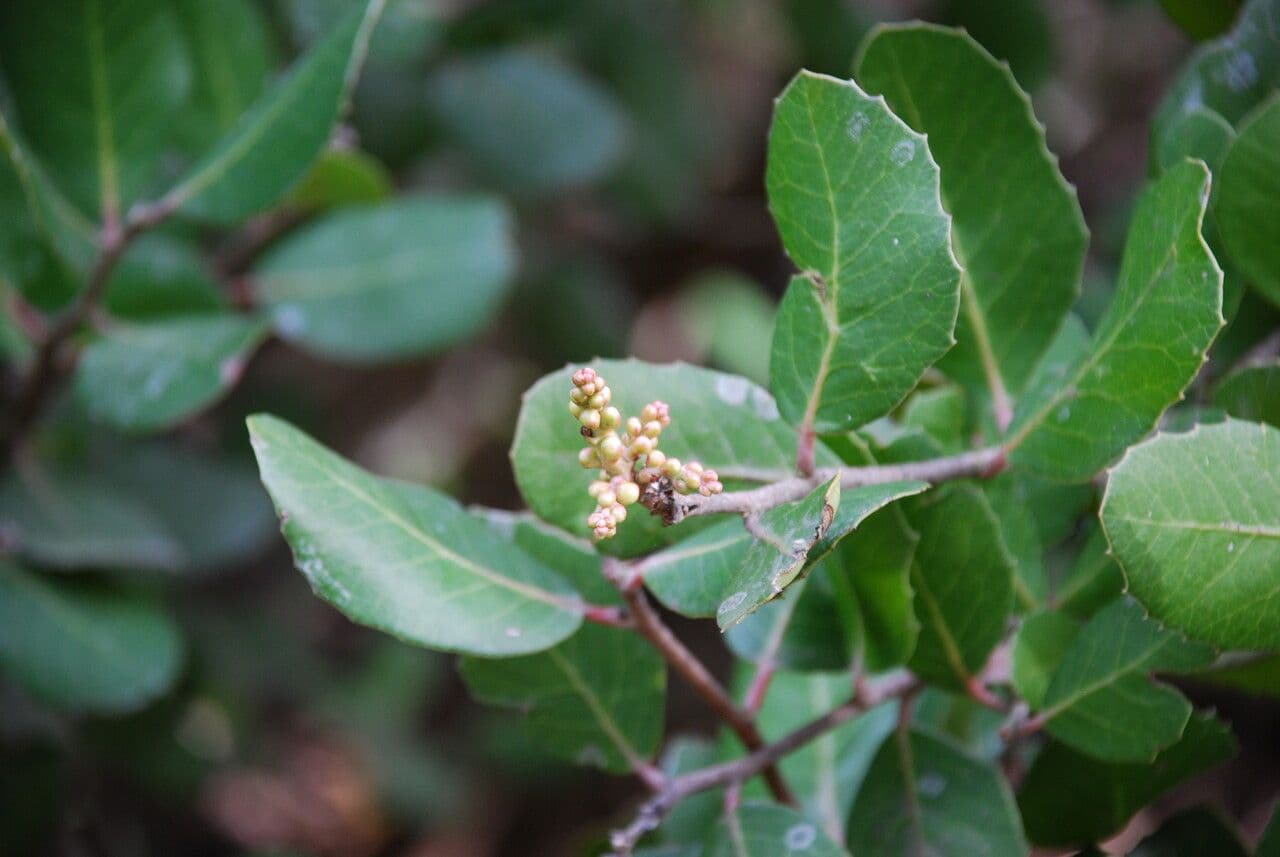 Sumac citronový