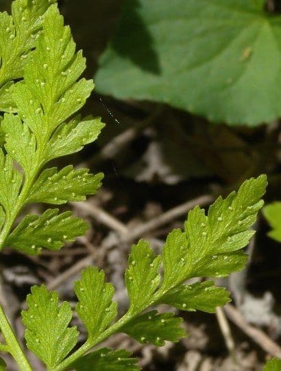 Cystopteris protrusa 10