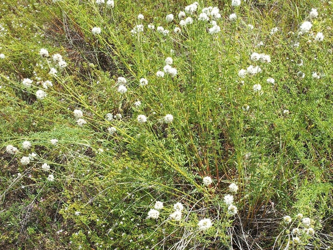 Dalea 7