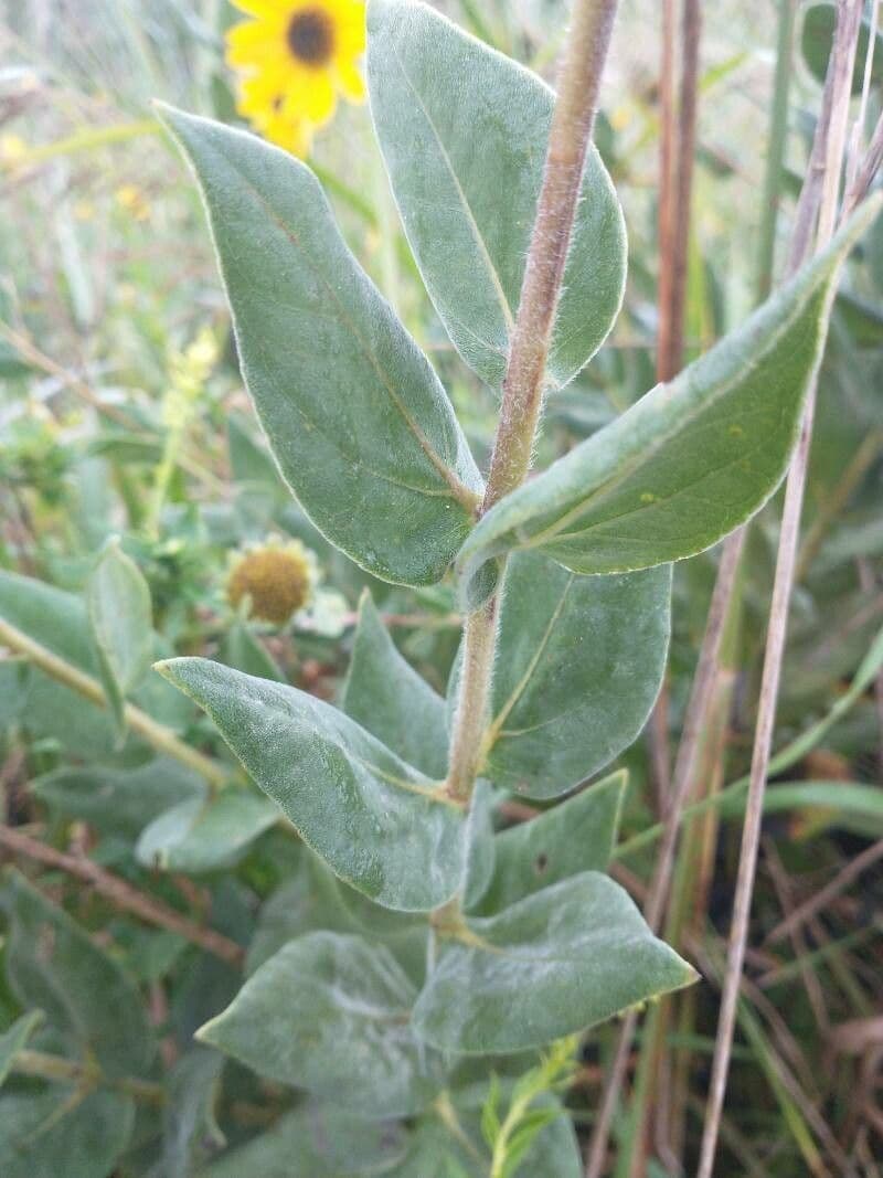 Asch-Sonnenblume 15
