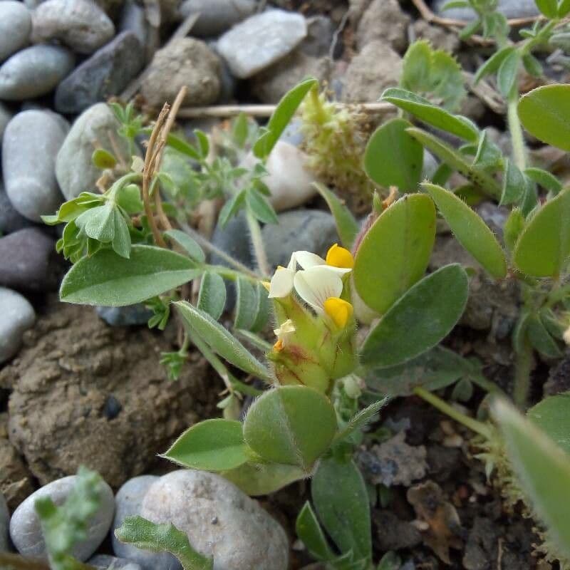 Tripodion tetraphyllum 20