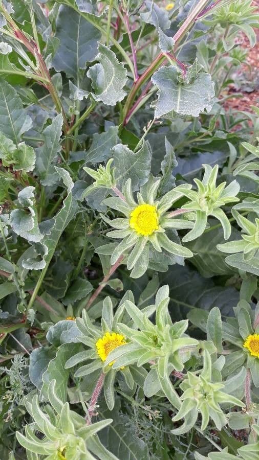 Asteriscus acquatico 4