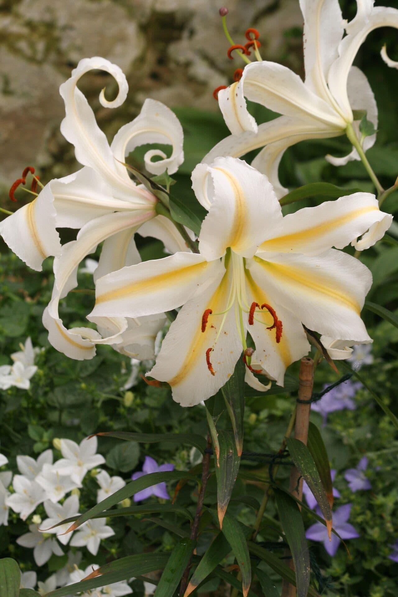Lis auratum 2