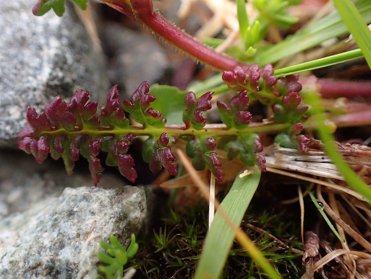 Pedicularis kerneri 13