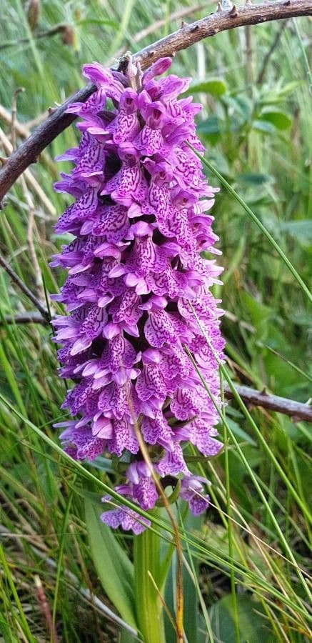 Orchide incarnata 5