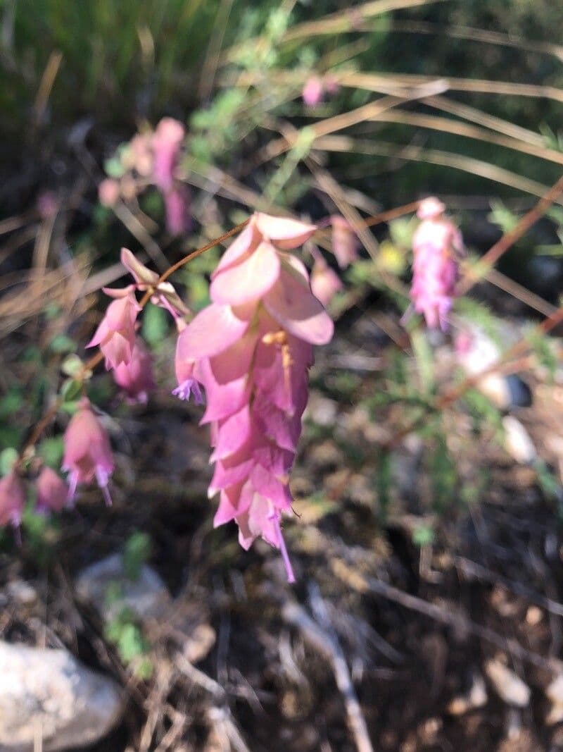 Origano 5