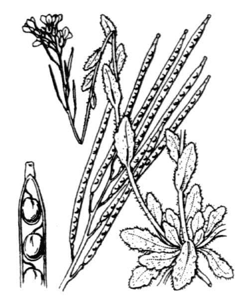 Arabis 23