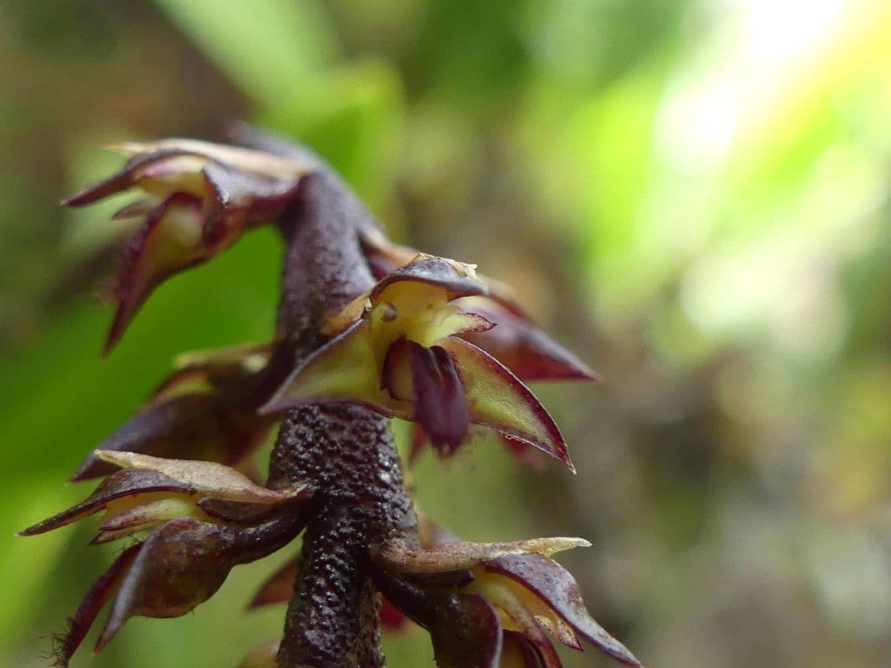 Bulbophyllum 6