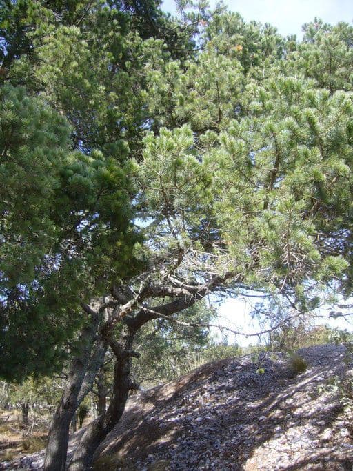 Pinyon pine 6