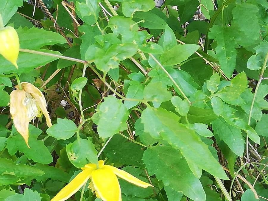 Clematis 17