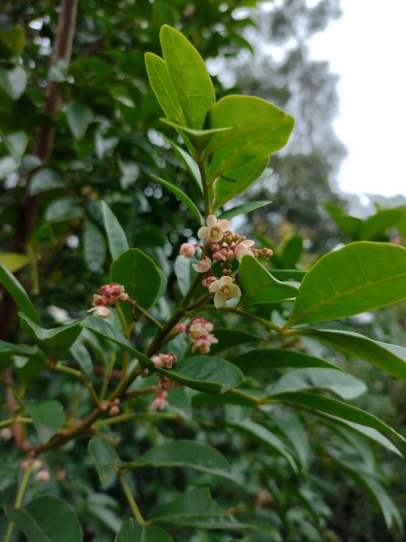 Synoum glandulosum 5