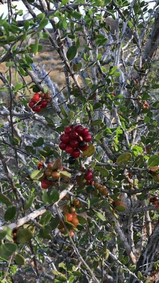 Spiny redberry