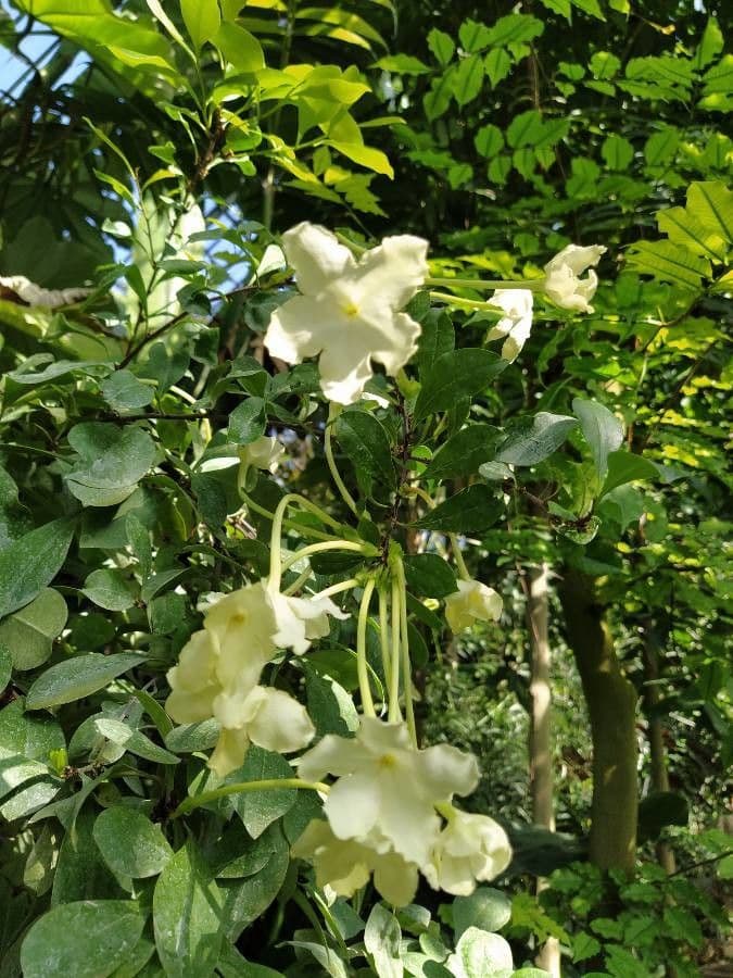 Brunfelsia 5