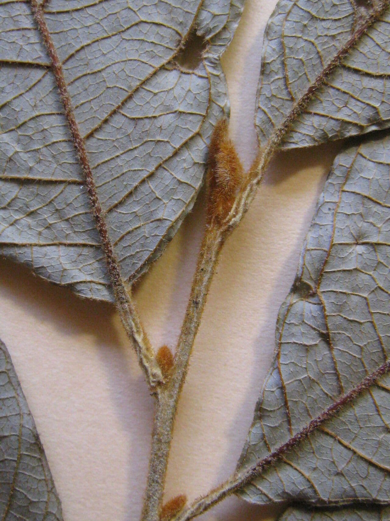 Styrax 2