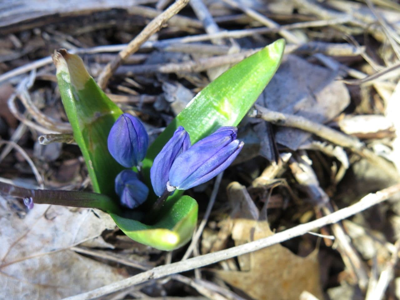 Scilla siberica 7