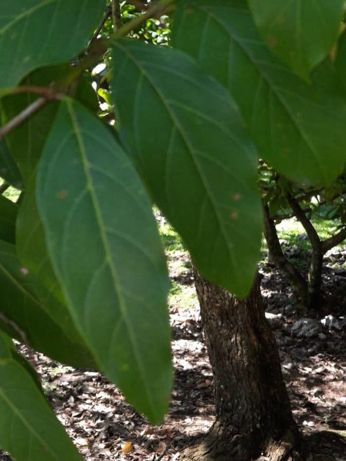 Citharexylum 4