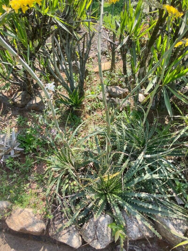 Dyckia 7