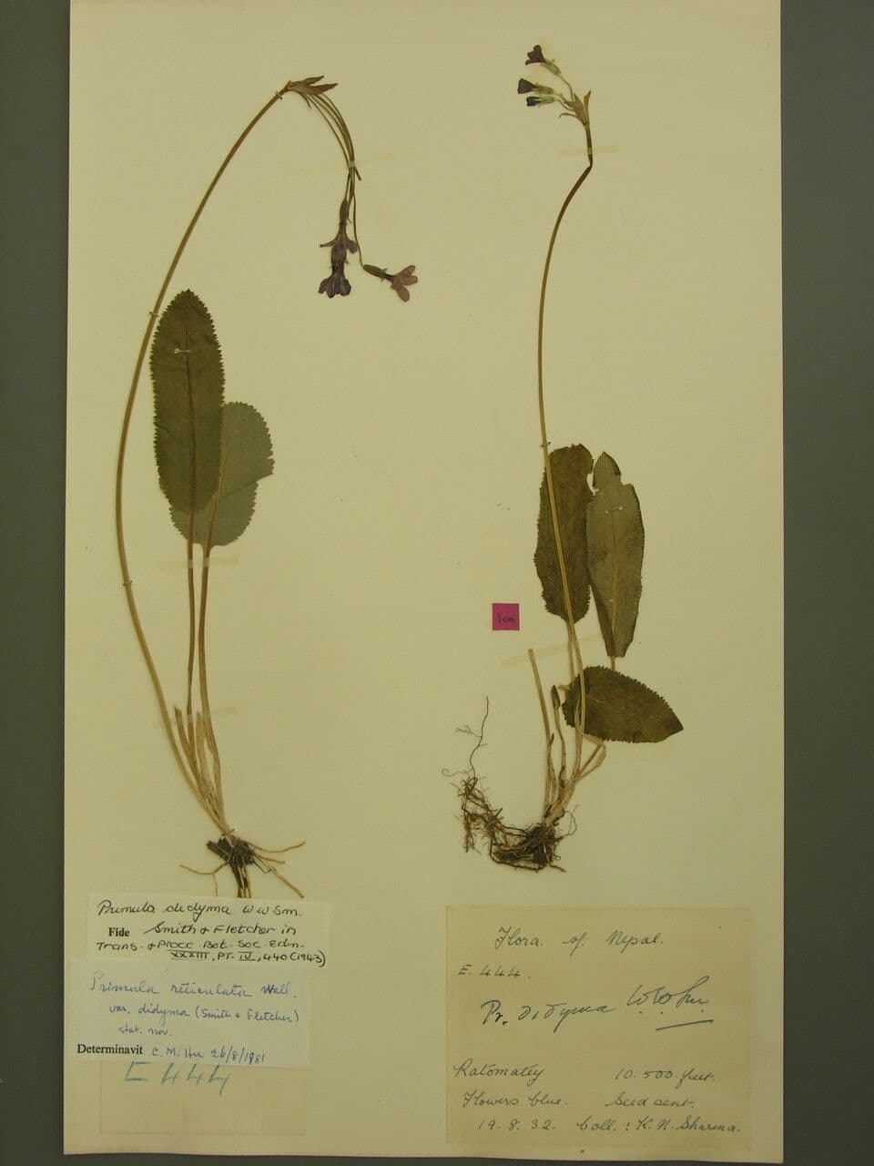 Primula