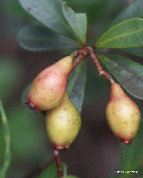 Syzygium 4