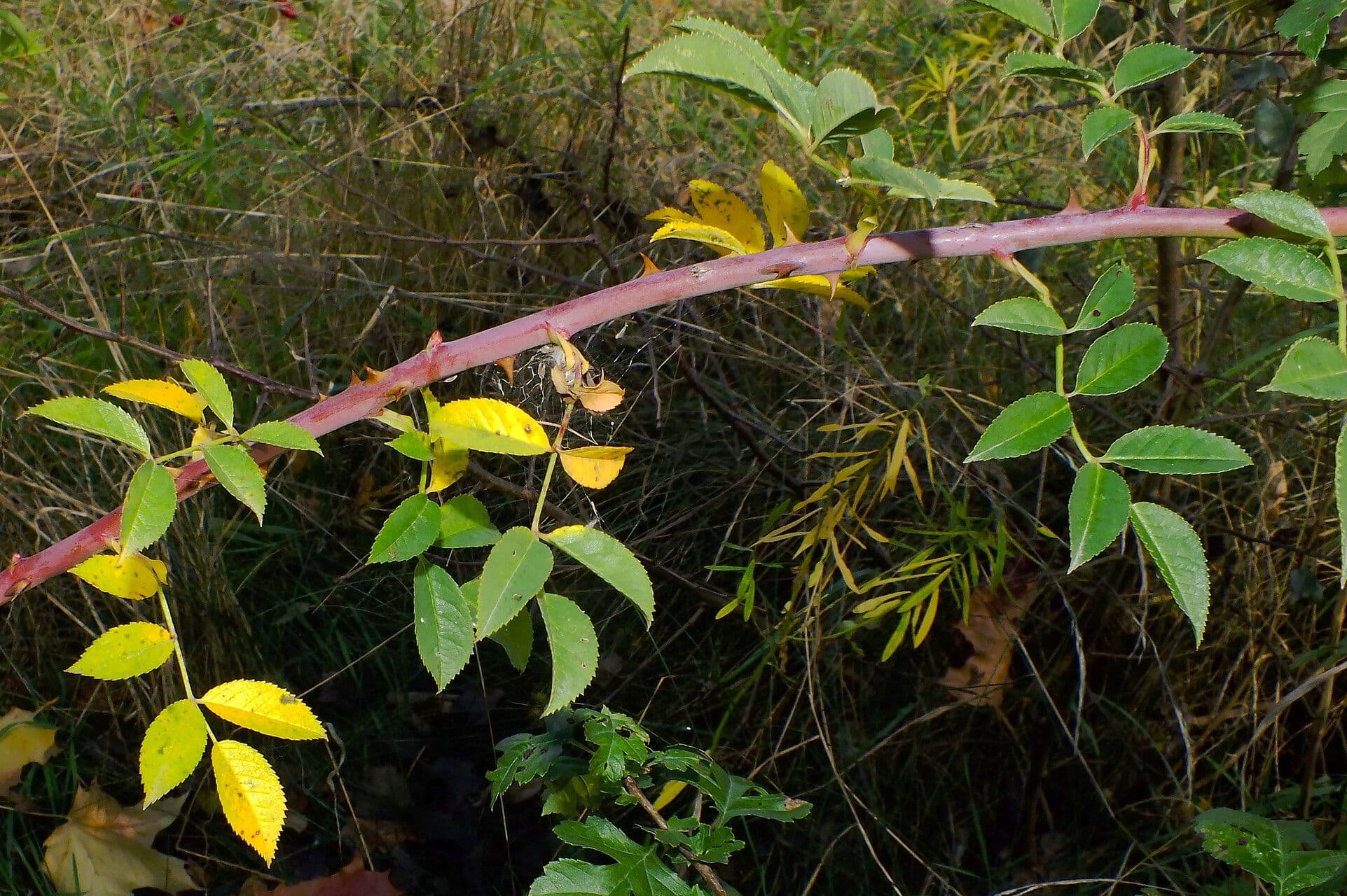 Rosa 17