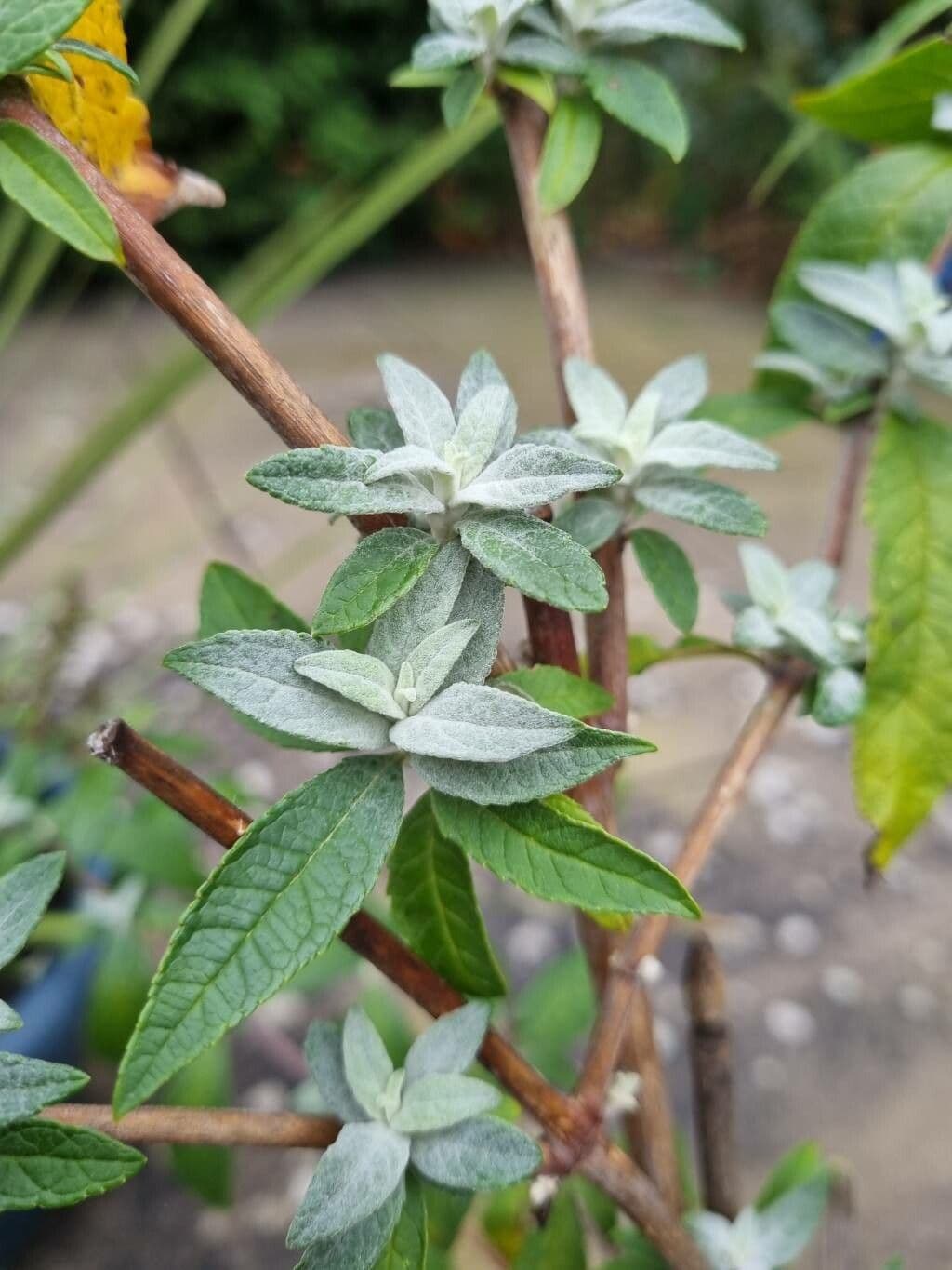 Buddleja 13