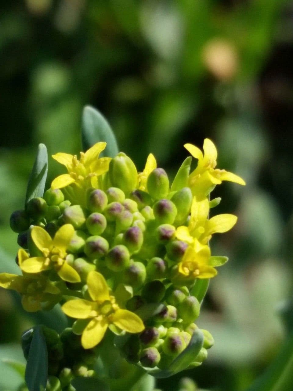 Myagrum perfoliatum 7
