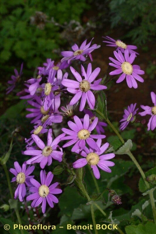 Pericallis 20