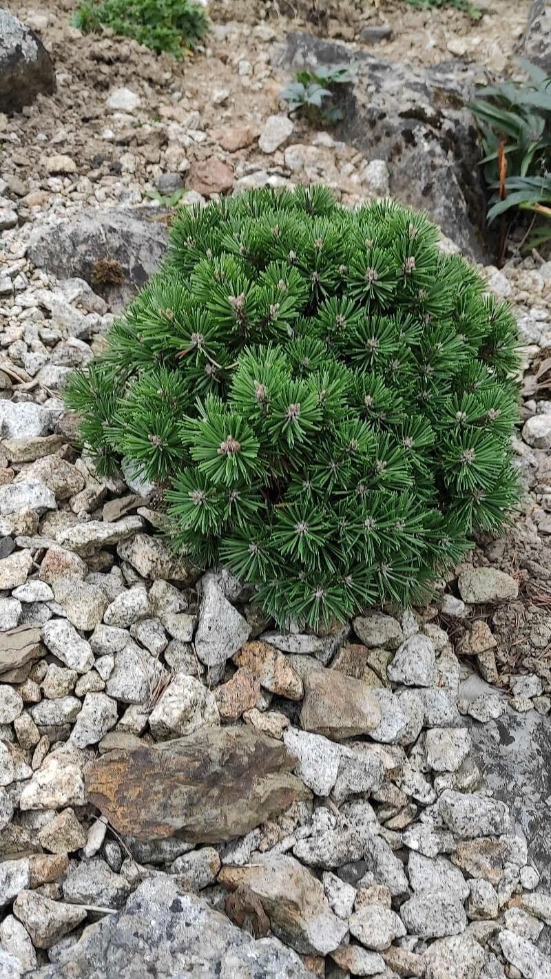 Pino uncinato 3