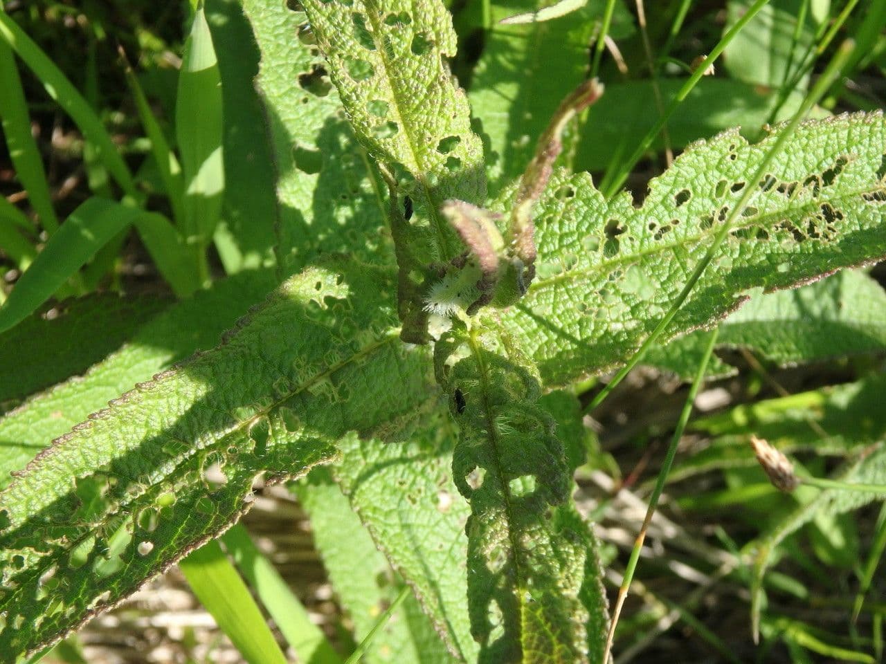Eupatorio 11