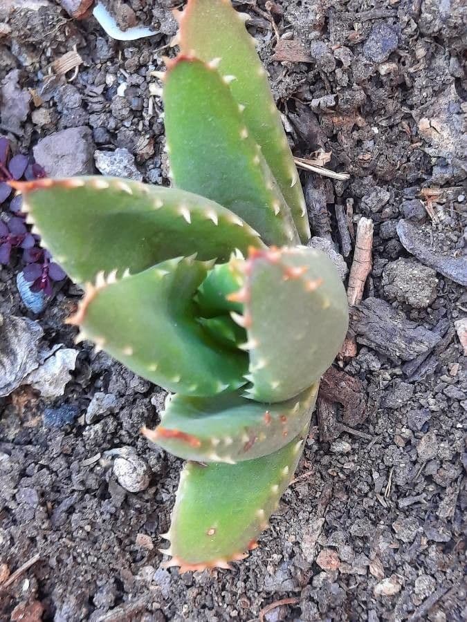 Kurzblättrige Aloe 15