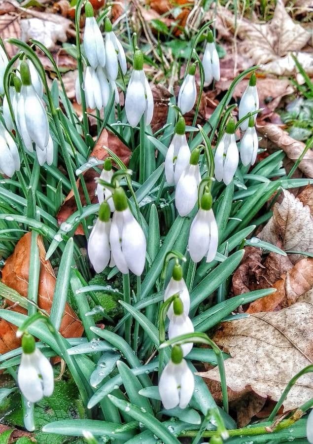 Sněženka podsněžník 26