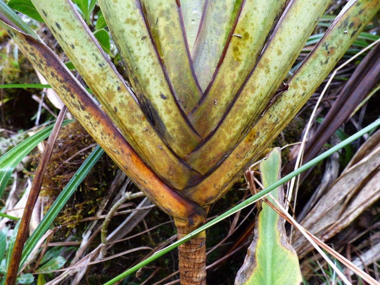 Cordyline mauritiana 25