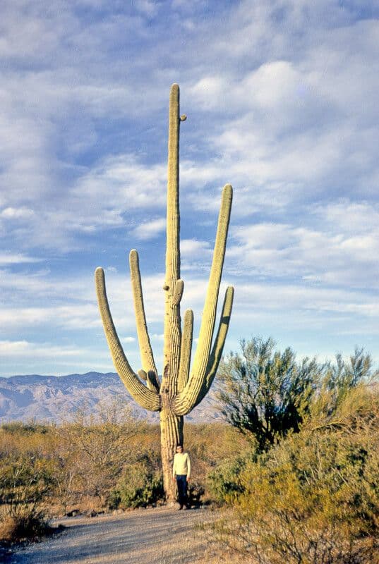 Sahuaro 22