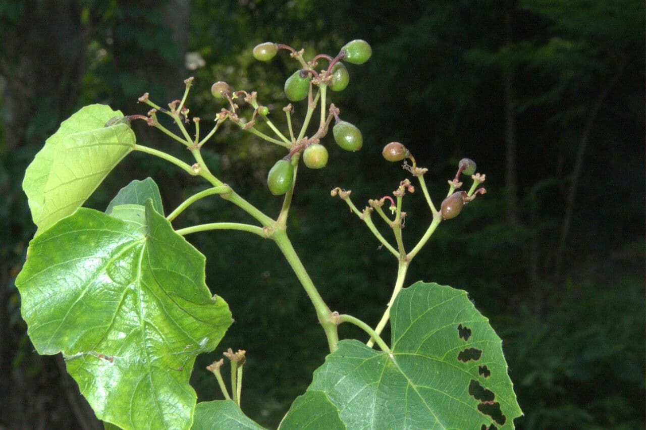 Cissus 2