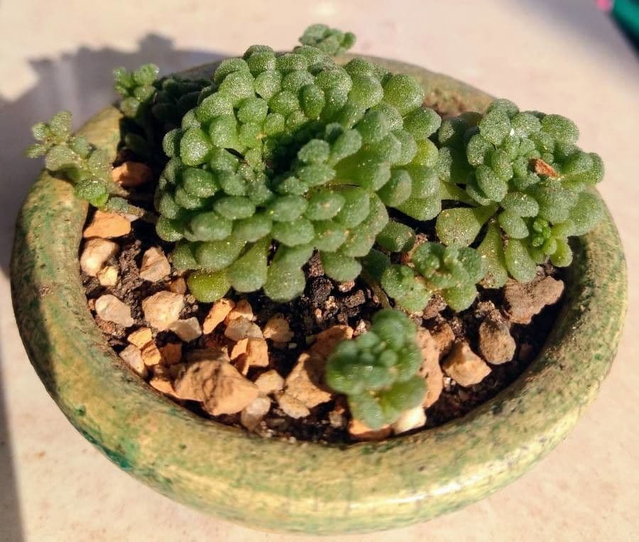 Monanthes 3