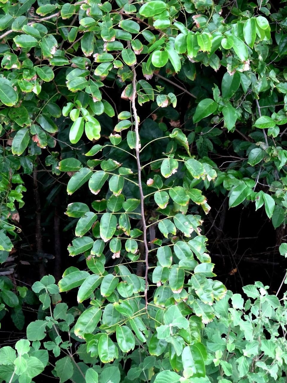 Pterocarpus 20