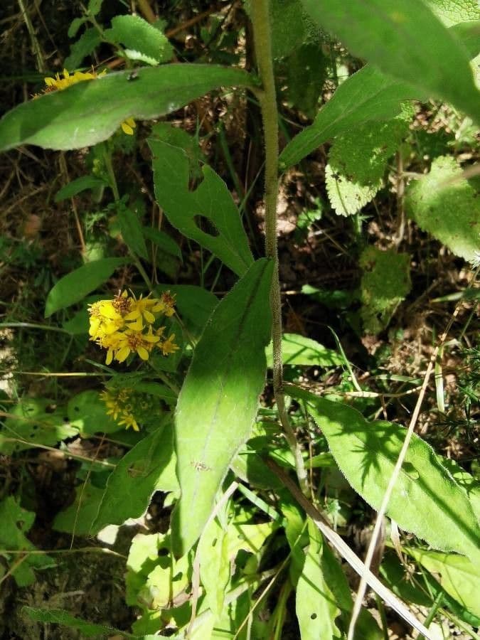 Verga d'oro rigida 13