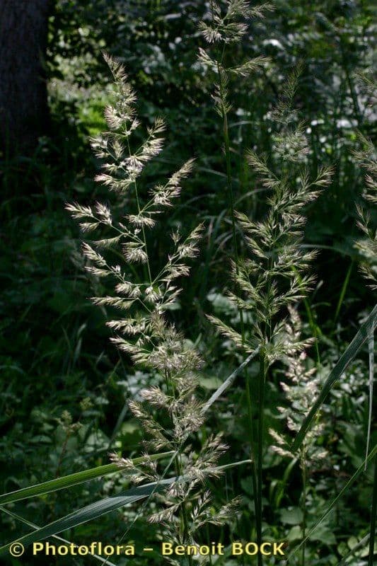 Calamagrostis 12