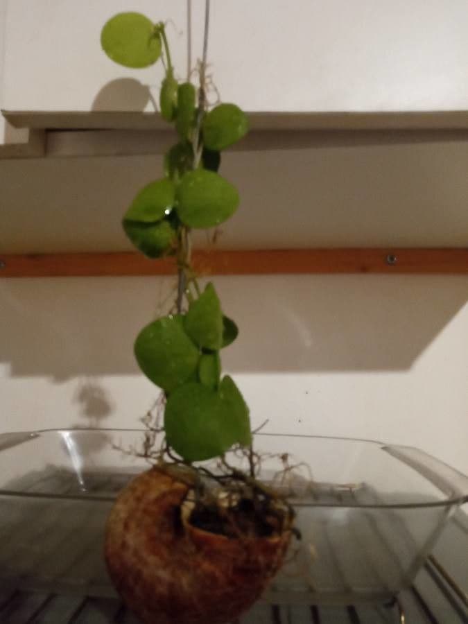 Dischidia 4