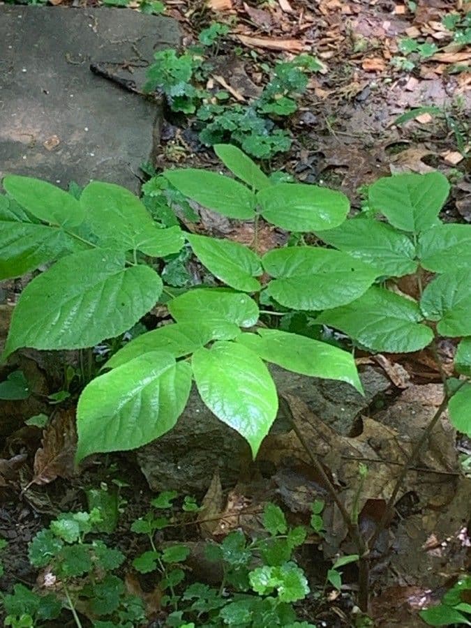 Araria racemosa 19