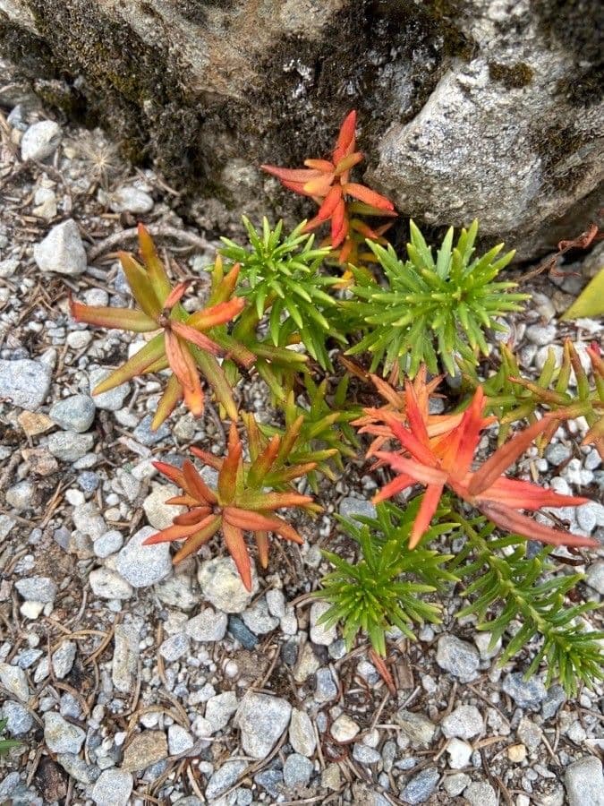 Sassifraga gialla 18