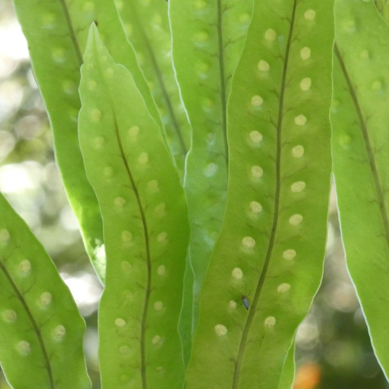 Lepisorus 6
