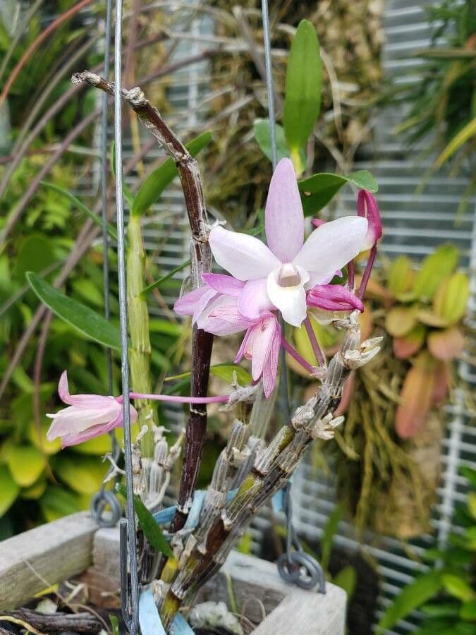Dendrobium 2