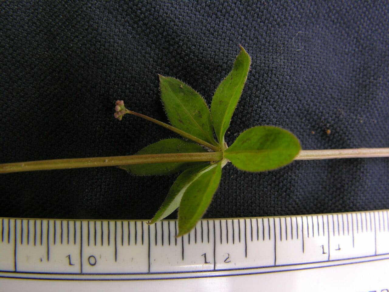 Przytulia Hoffmeistera 4