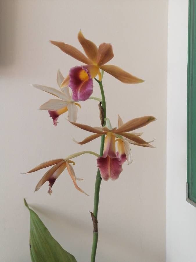 Phaius 4