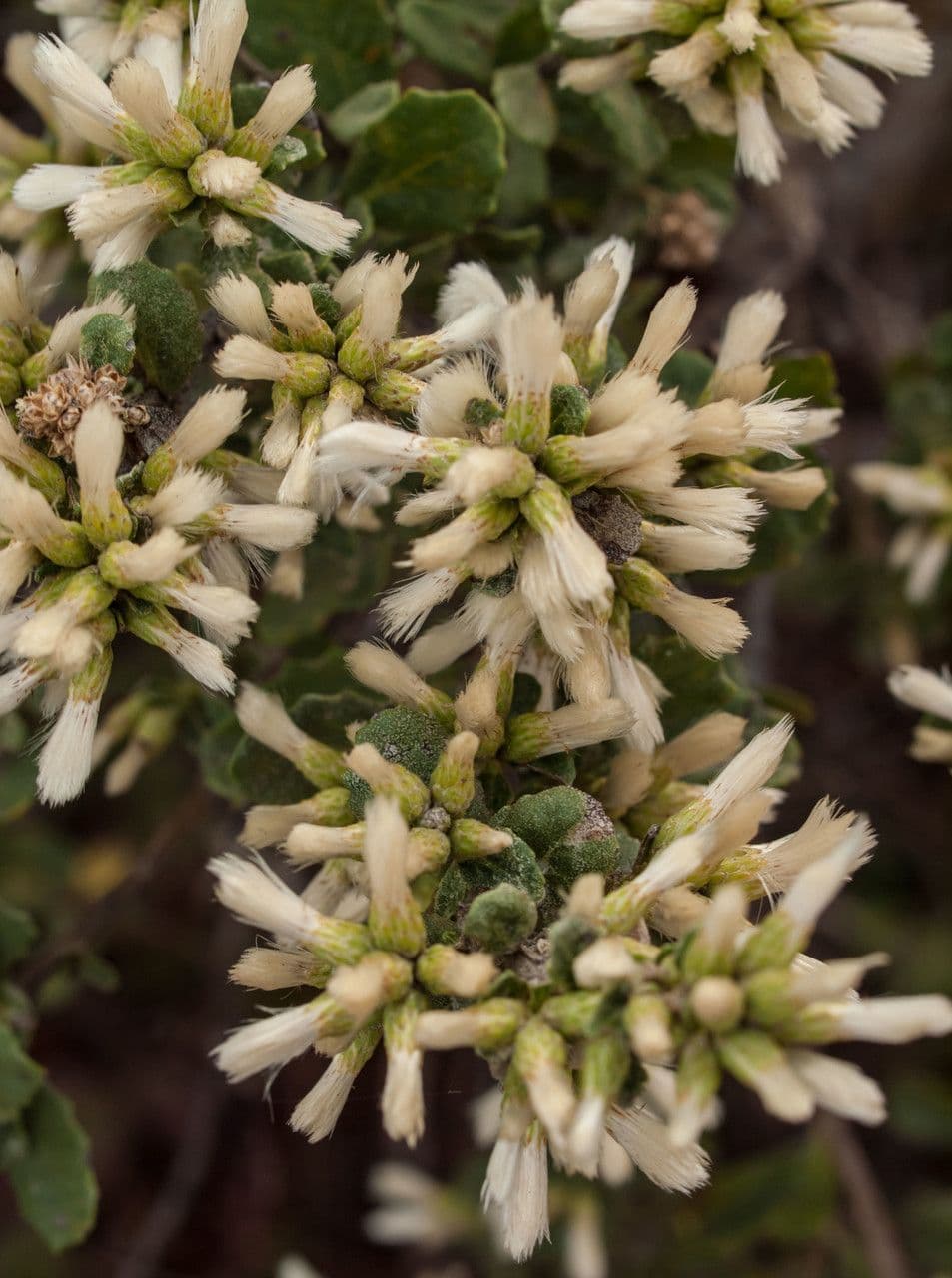 Bacharis 7