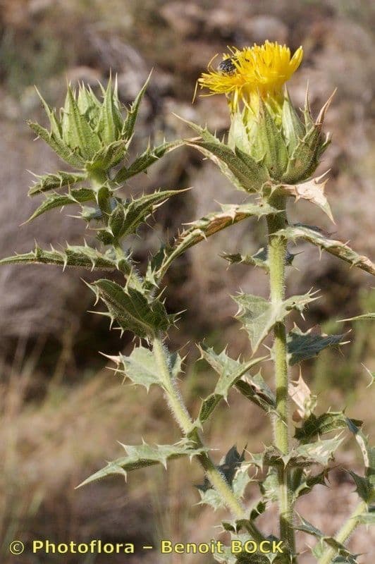 Baumsaflor 15