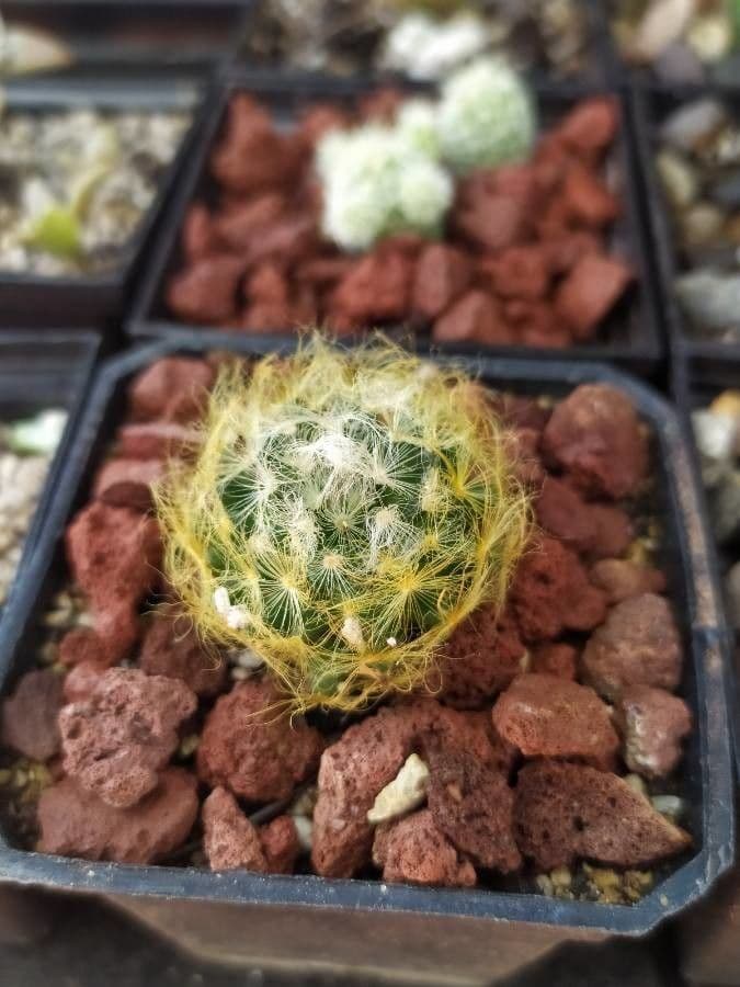 Cactus pluma 9
