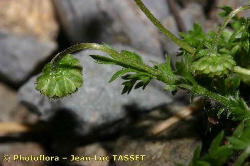 Cotula australis 22